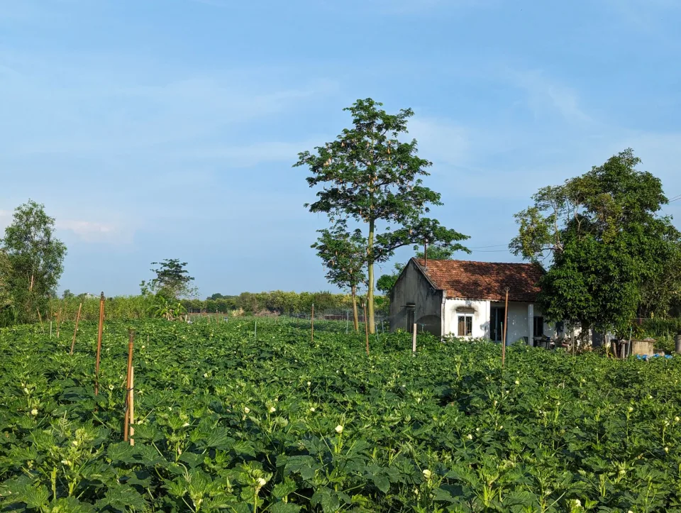 Trái cây chín trên cây