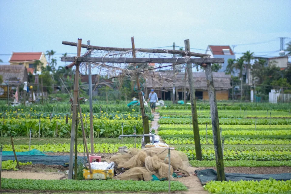 Vườn rau của Phạm Thị Hạnh